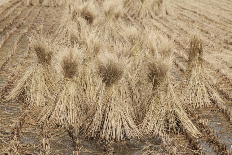 Picture of JAPAN, NARA PREFECTURE, HEGURI-CHO DRYING RICE