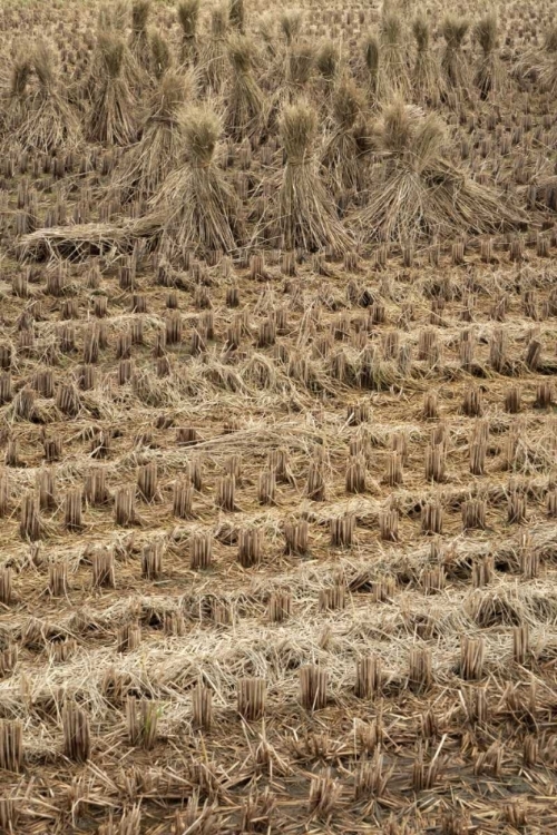 Picture of JAPAN, NARA PREFECTURE, HEGURI-CHO DRYING RICE