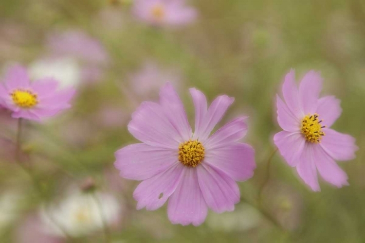 Picture of JAPAN, NARA PREFECTURE BLOOMING COSMOS FLOWERS