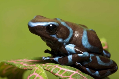 Picture of SOUTH AMERICA, PANAMA BLUE AND BLACK DART FROG
