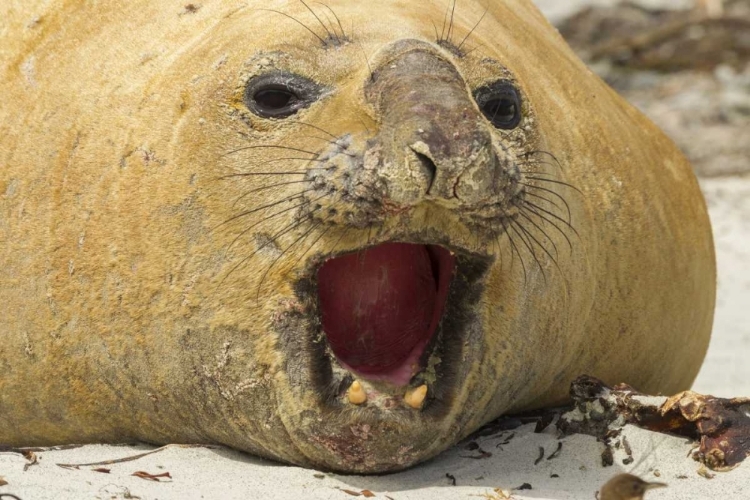 Picture of SEA LION ISLAND SOUTHERN ELEPHANT SEAL