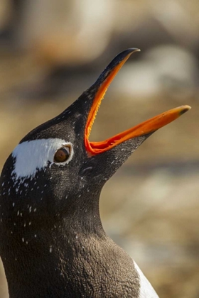 Picture of SEA LION ISLAND GENTOO PENGUIN CALLING