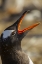 Picture of SEA LION ISLAND GENTOO PENGUIN CALLING