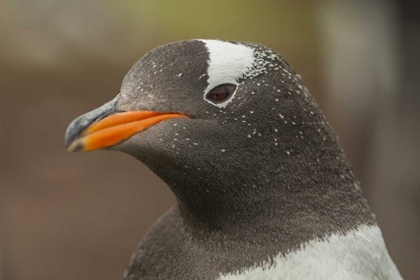 Picture of BLEAKER ISLAND GENTOO PENGUIN PORTRAIT