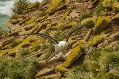 Picture of SAUNDERS ISLAND BLACK-BROWED ALBATROSS