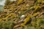 Picture of SAUNDERS ISLAND BLACK-BROWED ALBATROSS