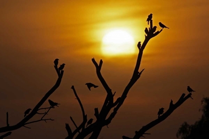 Picture of TX, MCMULLEN CO, BROWN-HEADED COWBIRDS