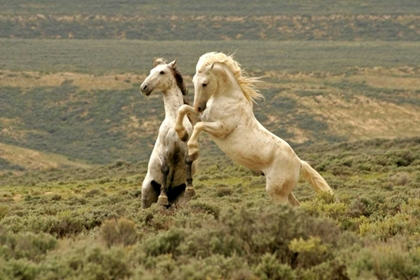 Picture of WY, CARBON CO, WILD STALLIONS FIGHTING