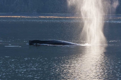 Picture of AK, TONGASS NF HUMPBACK WHALE SPOUTING