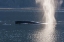 Picture of AK, TONGASS NF HUMPBACK WHALE SPOUTING