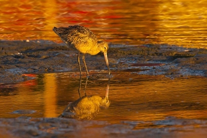 Picture of CA, SAN LUIS OBISPO CO, MARBLED GODWIT