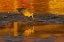 Picture of CA, SAN LUIS OBISPO CO, MARBLED GODWIT