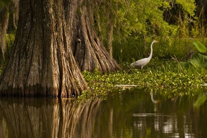 Picture of LOUISIANA BALD CYPRESS AND GREAT EGRET