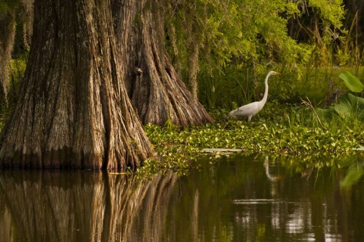 Picture of LOUISIANA BALD CYPRESS AND GREAT EGRET