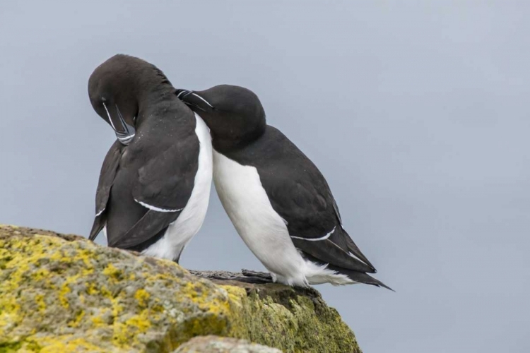 Picture of ICELAND, LATRABJARG RAZORBILLS COURTING