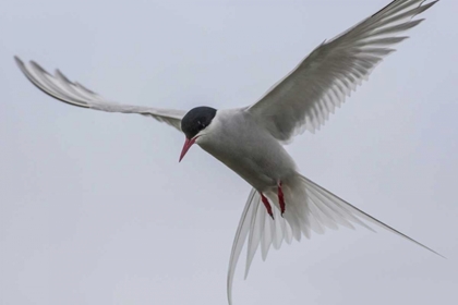 Picture of ICELAND, REYKJAVIK ARCTIC TERN HOVERING