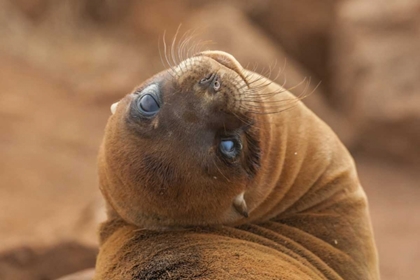 Picture of ECUADOR, GALAPAGOS NP SEA LION CLOSE-UP