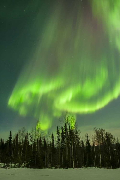 Picture of USA, ALASKA AURORA BOREALIS OVER FOREST