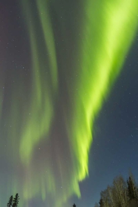 Picture of USA, ALASKA AURORA BOREALIS OVER FOREST