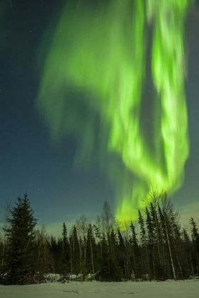 Picture of USA, ALASKA AURORA BOREALIS OVER FOREST