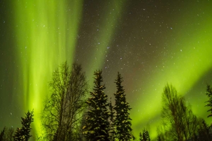 Picture of USA, ALASKA AURORA BOREALIS OVER FOREST