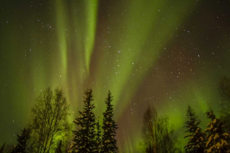 Picture of USA, ALASKA AURORA BOREALIS OVER FOREST