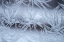 Picture of USA, COLORADO, DENVER FROST ON A WINDOW