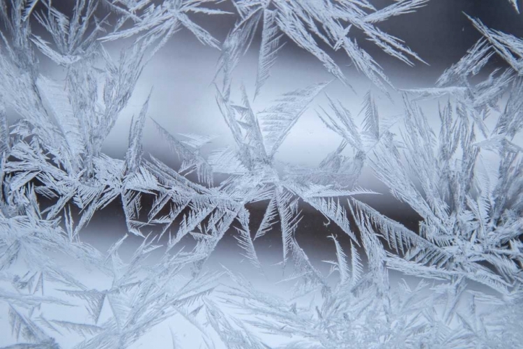 Picture of USA, COLORADO, DENVER FROST ON A WINDOW