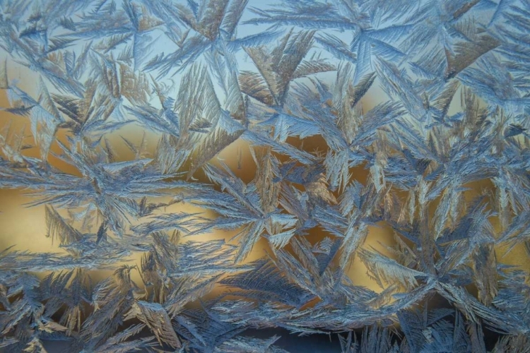 Picture of USA, COLORADO, DENVER FROST ON A WINDOW