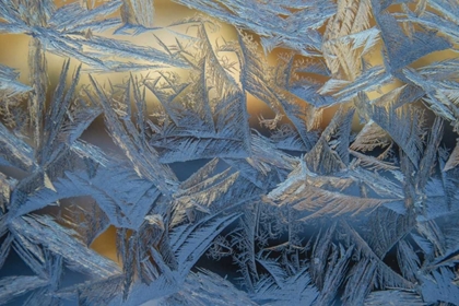 Picture of USA, COLORADO, DENVER FROST ON A WINDOW