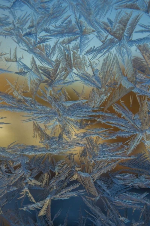 Picture of USA, COLORADO, DENVER FROST ON A WINDOW