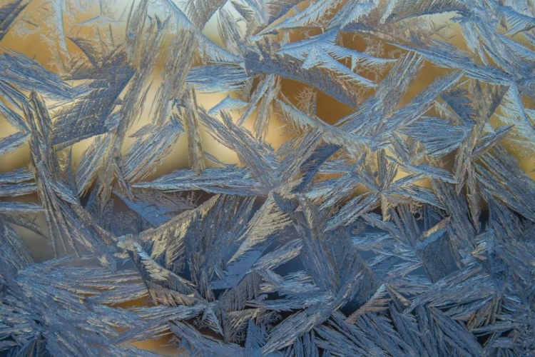 Picture of USA, COLORADO, DENVER FROST ON A WINDOW