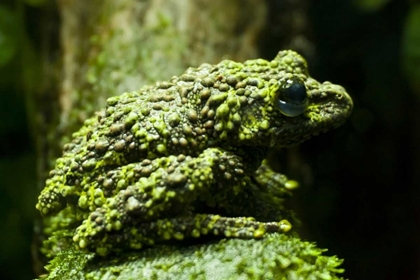 Picture of COLORADO, DENVER CLOSE-UP OF MOSSY FROG