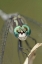 Picture of TEXAS, MCMULLEN COUNTY DRAGONFLYS HEAD