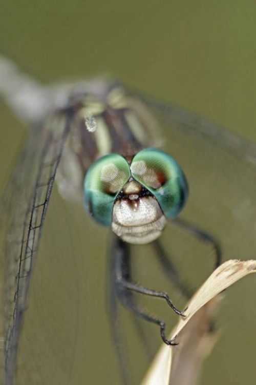 Picture of TEXAS, MCMULLEN COUNTY DRAGONFLYS HEAD