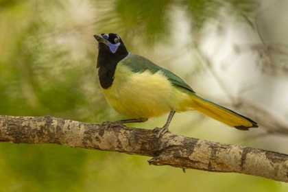 Picture of TEXAS, HIDALGO COUNTY GREEN JAY ON LIMB