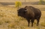 Picture of SOUTH DAKOTA, CUSTER SP BELLOWING BISON