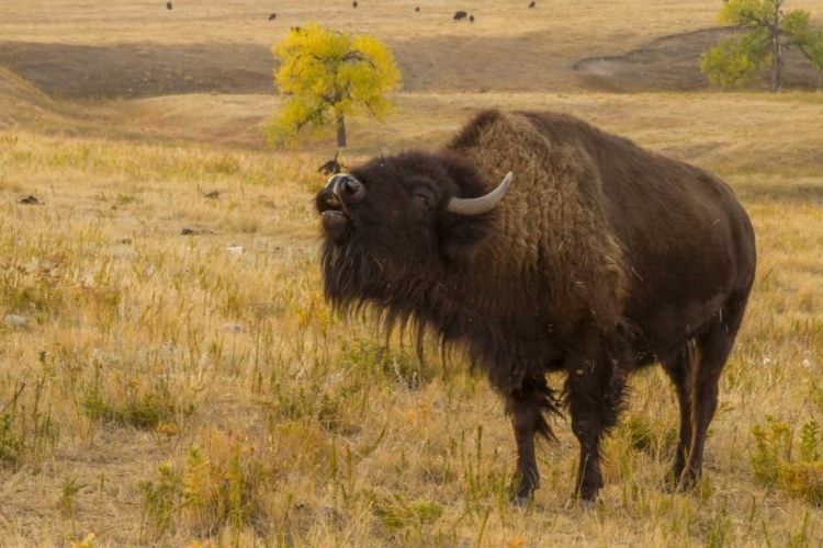 Picture of SOUTH DAKOTA, CUSTER SP BELLOWING BISON