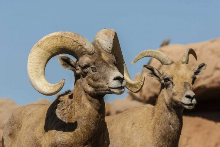 Picture of ARIZONA, SONORAN DESERT DESERT BIGHORNS