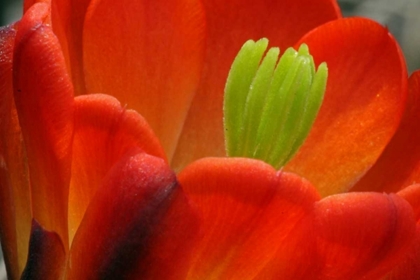 Picture of TX, KIMBLE CO CLARET CUP CACTUS BLOSSOM