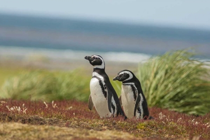 Picture of SEA LION ISLAND TWO MAGELLANIC PENGUINS