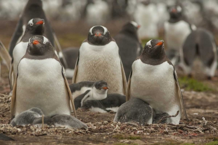 Picture of BLEAKER ISLAND GROUP OF GENTOO PENGUINS