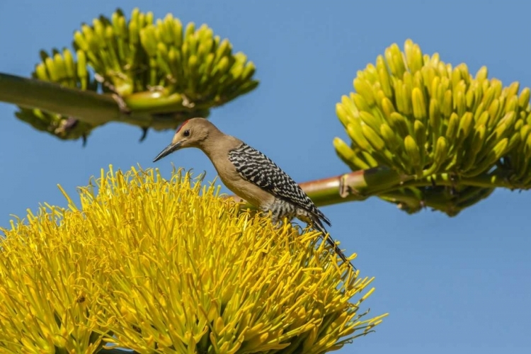 Picture of AZ, SONORAN DESERT MALE GILA WOODPECKER