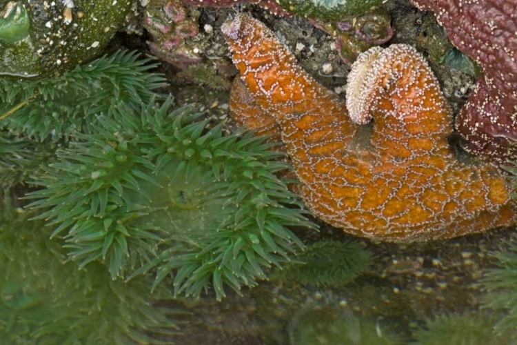 Picture of OR, BANDON BEACH SEA STARS AND ANEMONES