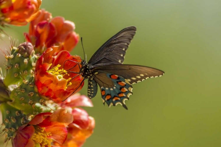 Picture of AZ, SONORAN DESERT PIPEVINE SWALLOWTAIL