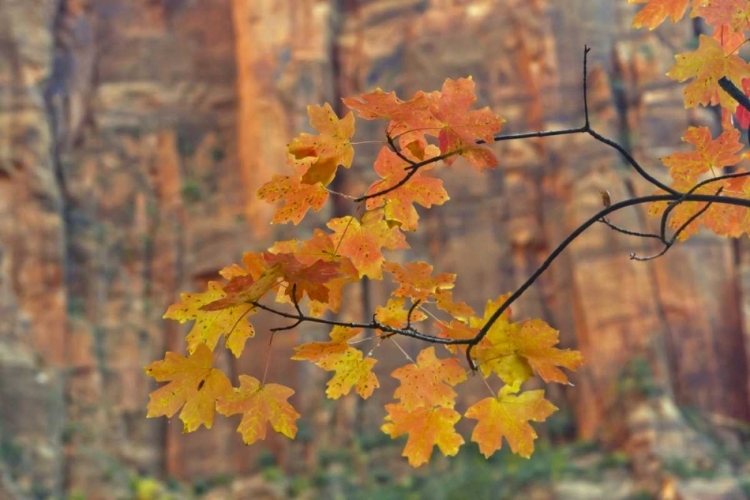 Picture of UT, ZION NP AUTUMN-COLORED MAPLE LEAVES