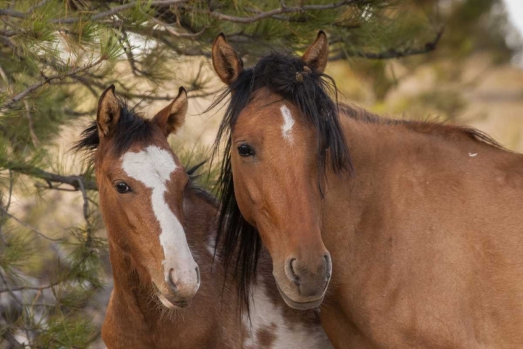 Picture of SD PORTRAIT OF WILD HORSE MARE AND COLT