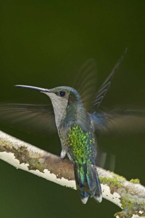 Picture of COSTA RICA, CROWNED WOOD NYMPH BUTTERFLY