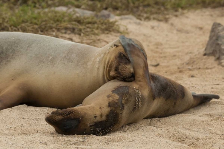 Picture of ECUADOR, GALAPAGOS NP SLEEPING SEA LIONS