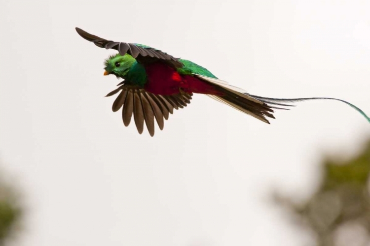 Picture of COSTA RICA RESPLENDENT QUETZAL IN FLIGHT